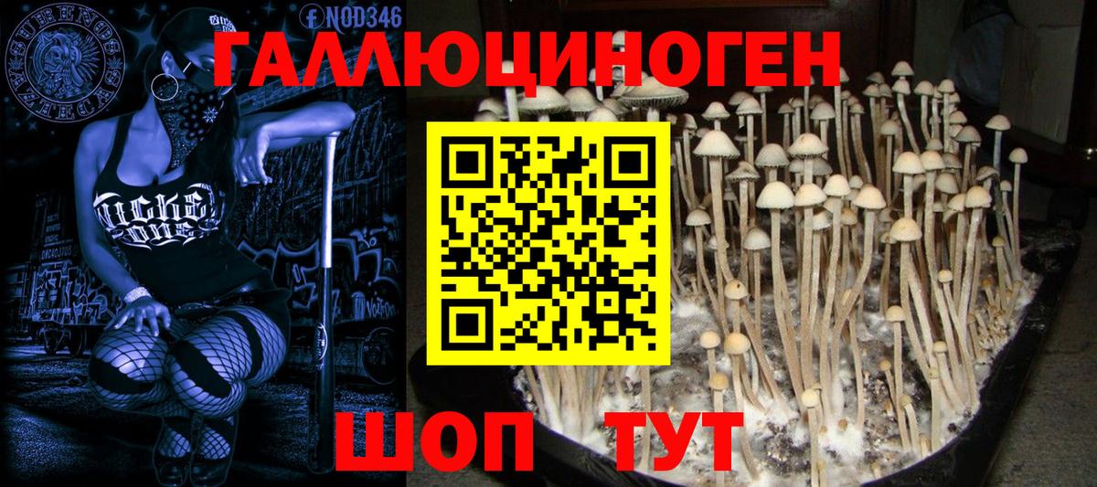 Галлюциногенные грибы Psilocybine cubensis Курчалой