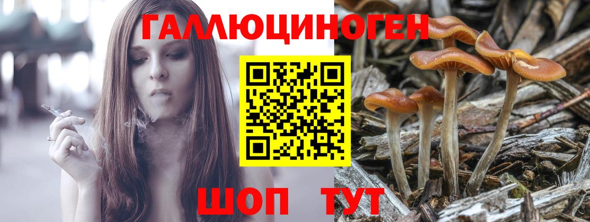 Курчалой  Галлюциногенные грибы ЛСД  Вход с VPN 